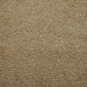 50321 Camel